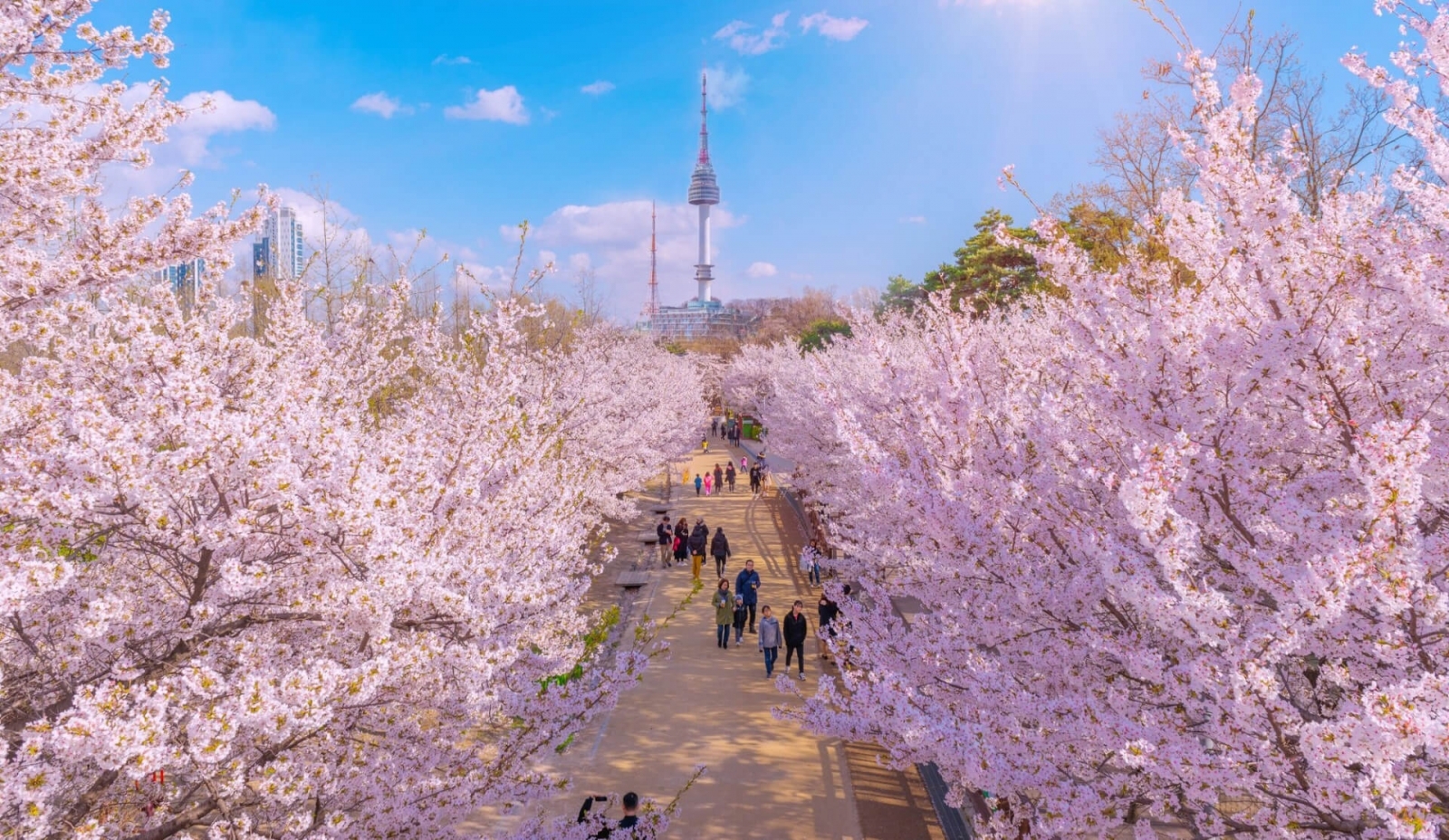 Hàn Quốc Mùa Hoa Anh Đào: Seoul – Nami – Everland – Công viên Yeouido